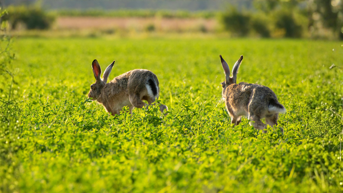 How to Safely Introduce Two Rabbits to Each Other