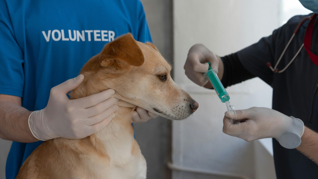How to Make Vet Visits Less Stressful for Your Dog
