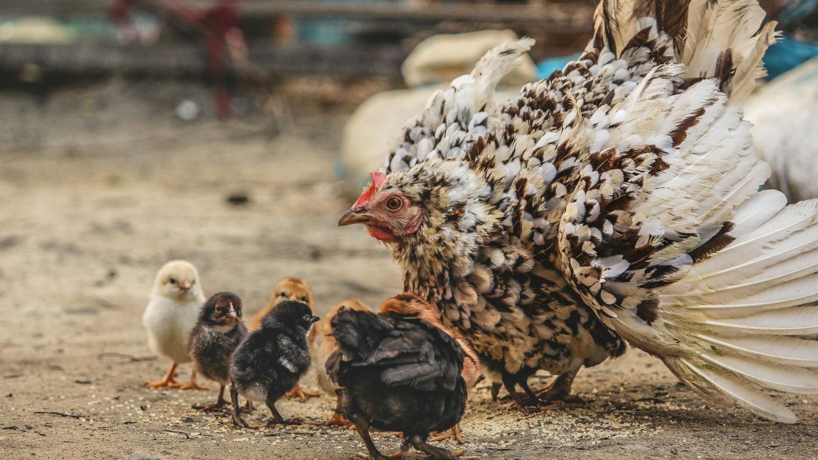 5 Best Chicken Enrichment Ideas to Keep Your Flock Happy, Active, and Stress-Free