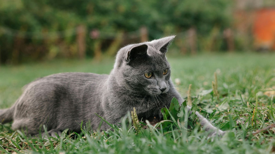 5 Humane Ways to Prevent Cats from Using Your Garden as a Litter Box