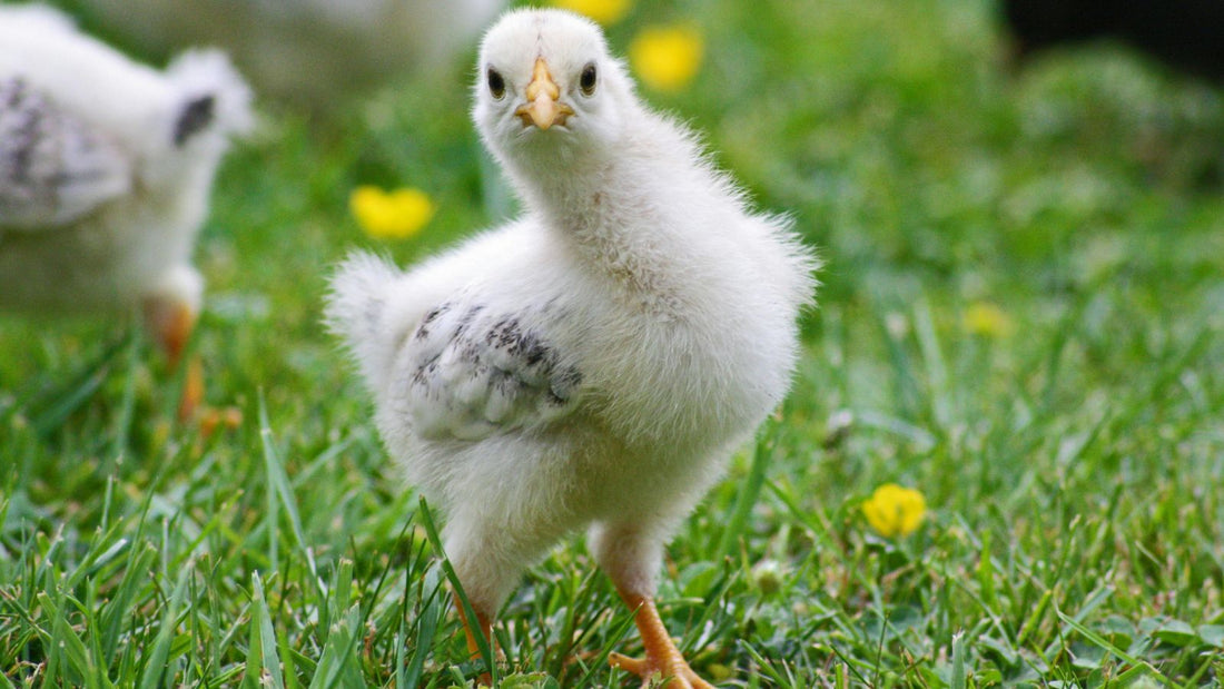 Why Choosing the Right Chicken Breed Matters?