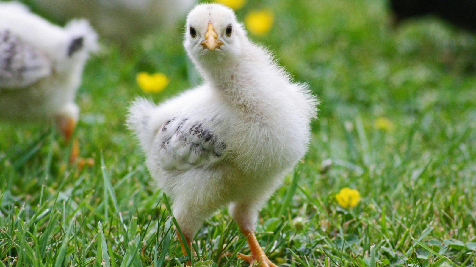 Why Choosing the Right Chicken Breed Matters?