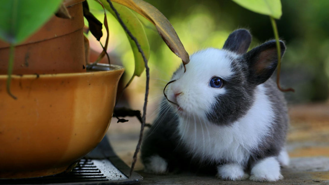 How to Litter Train a Rabbit Successfully