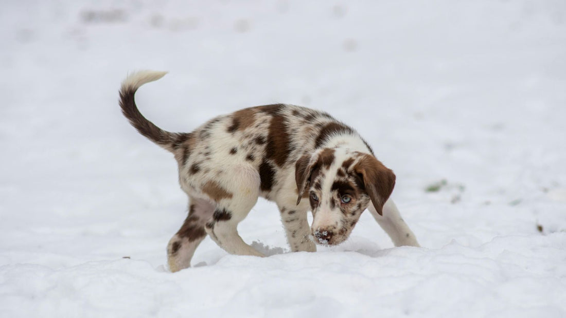 What Lies Behind Your Dog’s Tail-Chasing