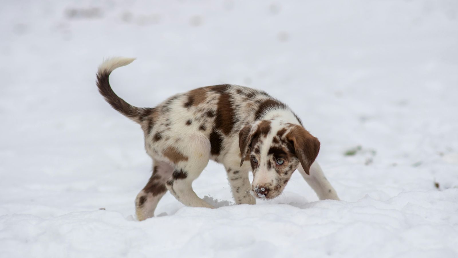 What Lies Behind Your Dog’s Tail-Chasing