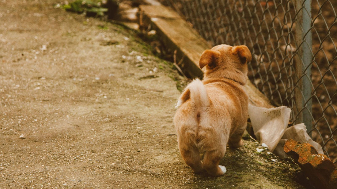 The Link Between Dog Obesity and Joint Problems