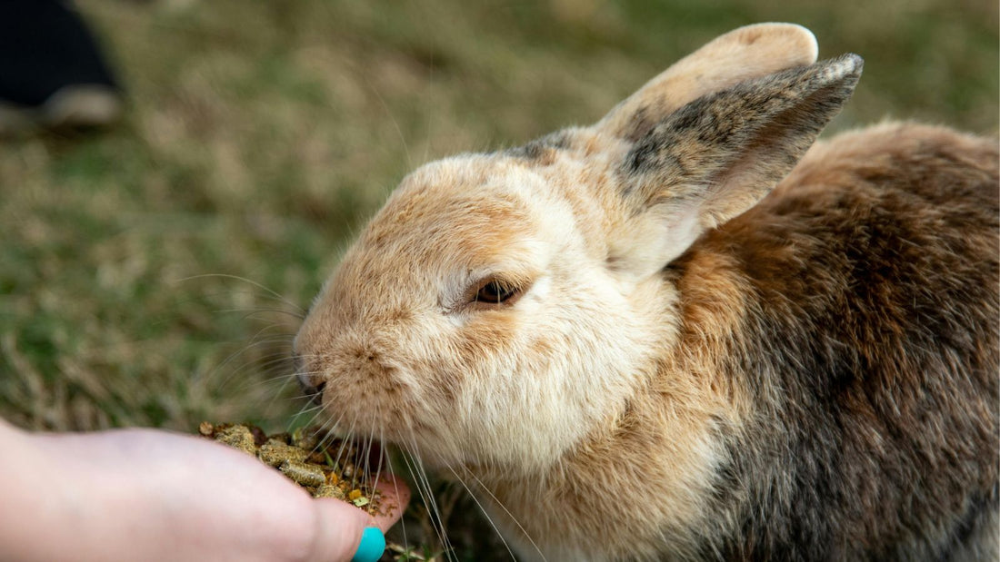 Healthy Rabbits Start with Healthy Diets