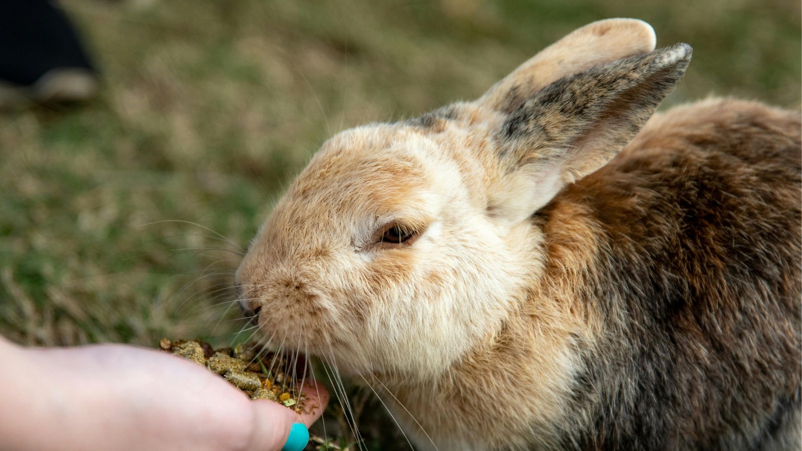Healthy Rabbits Start with Healthy Diets