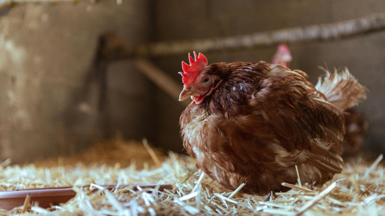 Do Overweight Chickens Lay Fewer Eggs?