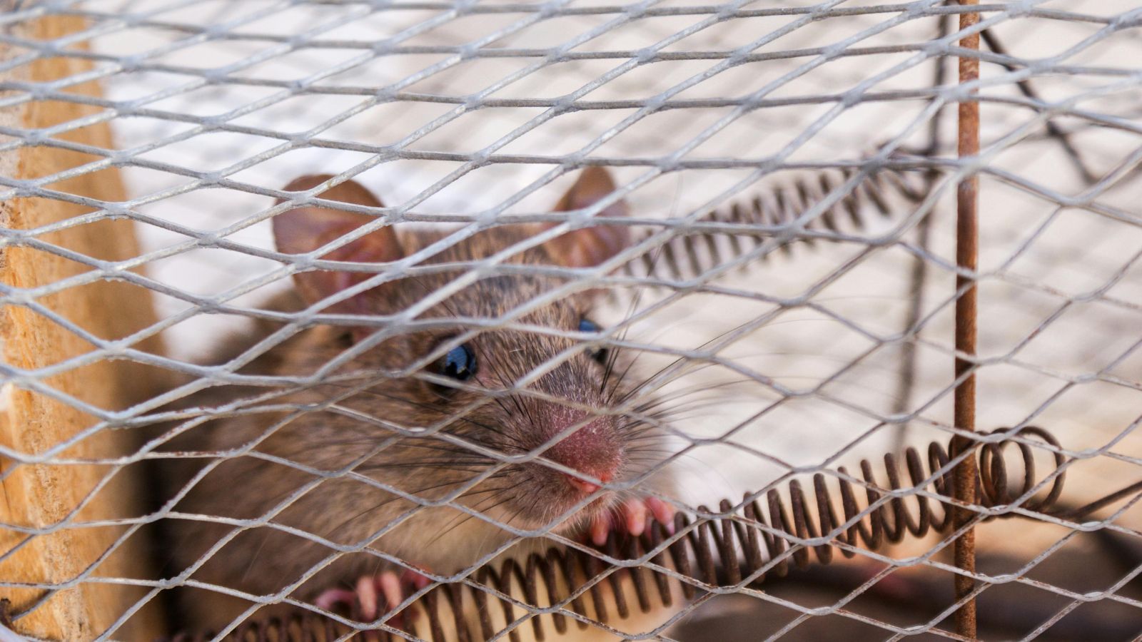 Signs Your Hamster’s Cage Is Too Small