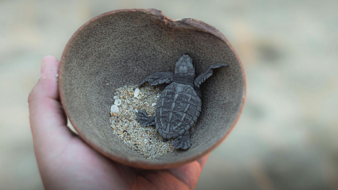 Building a Proper Home for Your Turtle