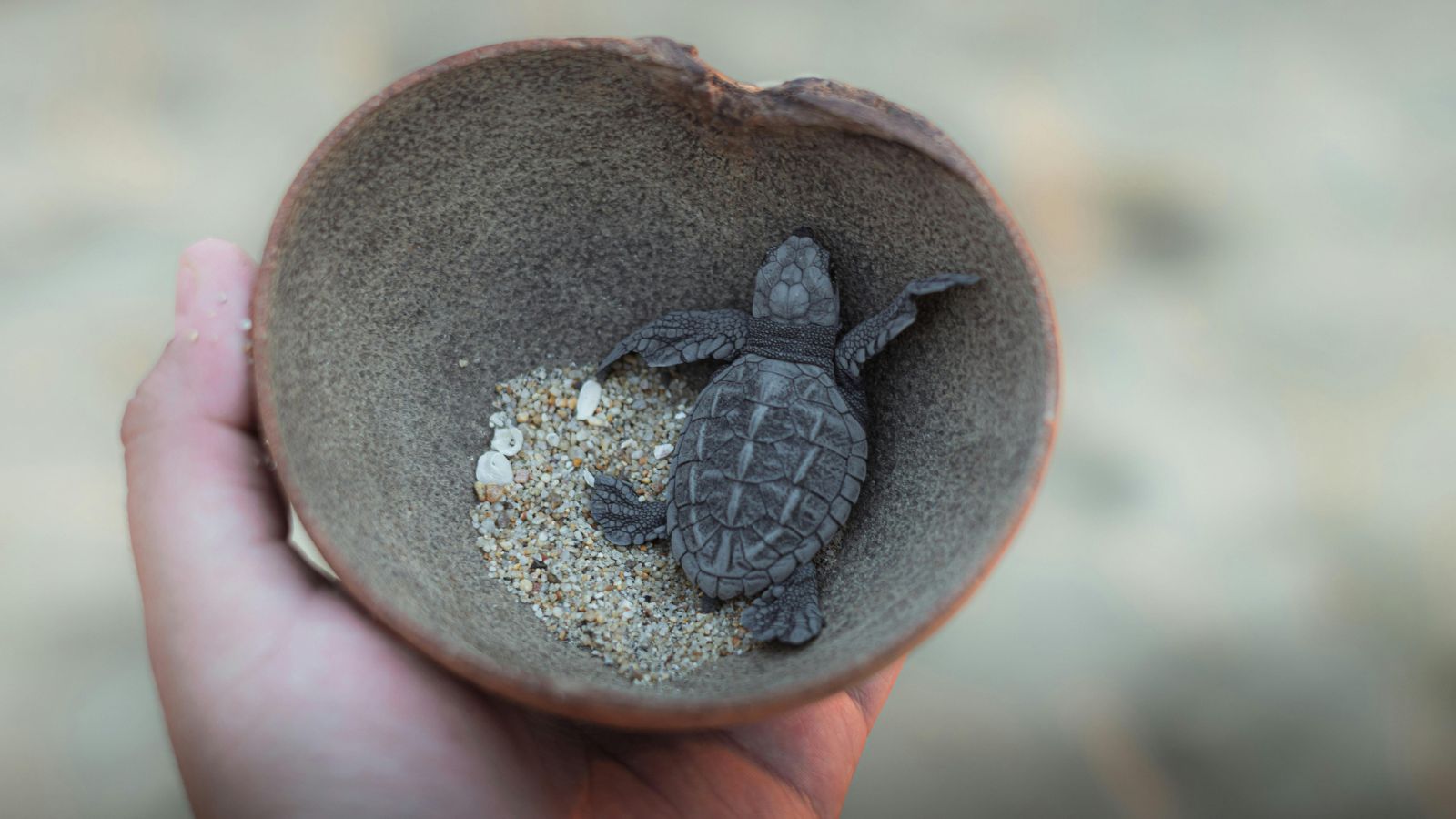 Building a Proper Home for Your Turtle