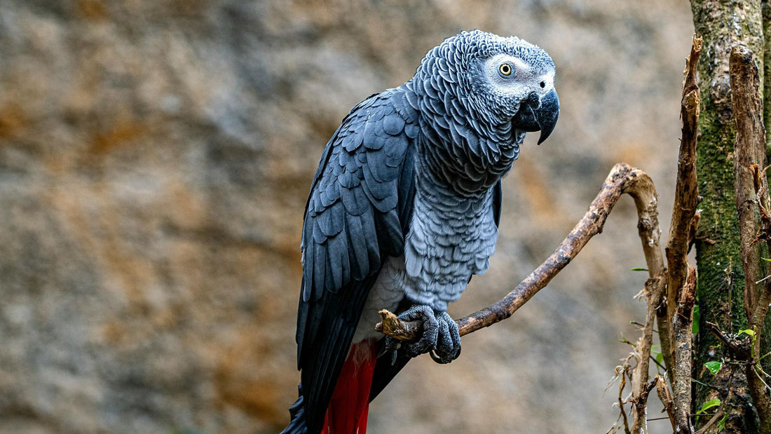 The Allure of African Grey Parrots as Pets