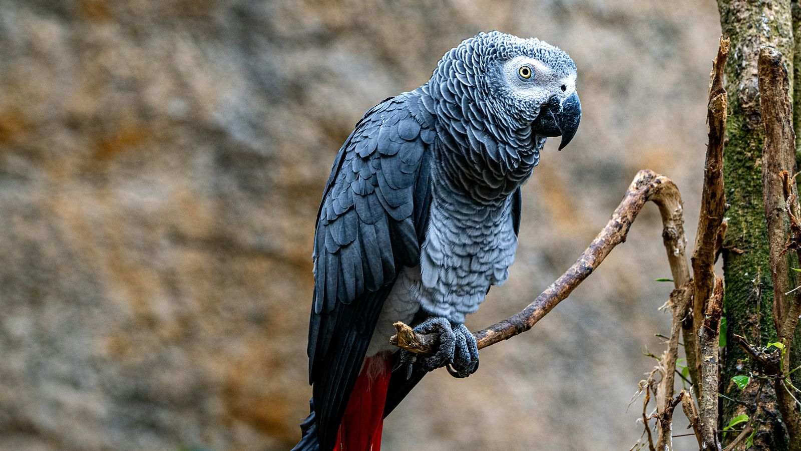 The Allure of African Grey Parrots as Pets