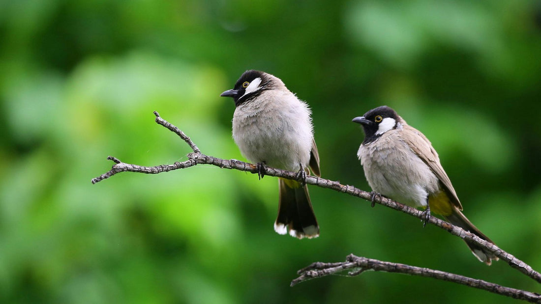 Healthy Weight Guidelines for Small Pet Birds