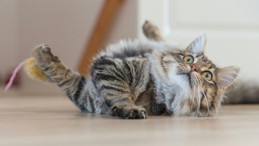How to Weigh Your Cat at Home Accurately
