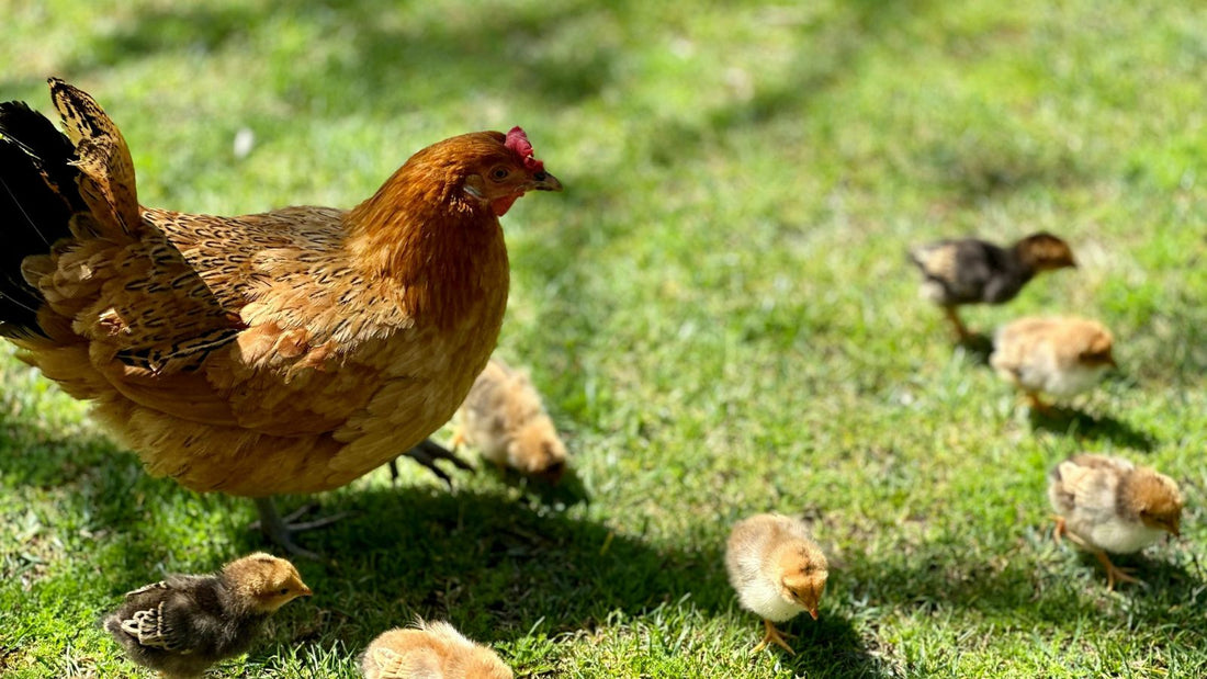 Protecting Your Flock During an HPAI Outbreak