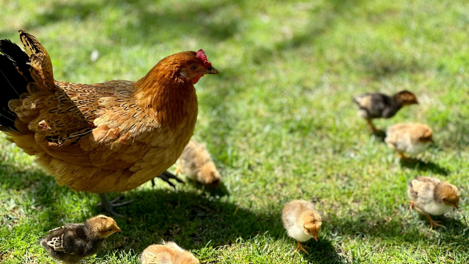 Protecting Your Flock During an HPAI Outbreak