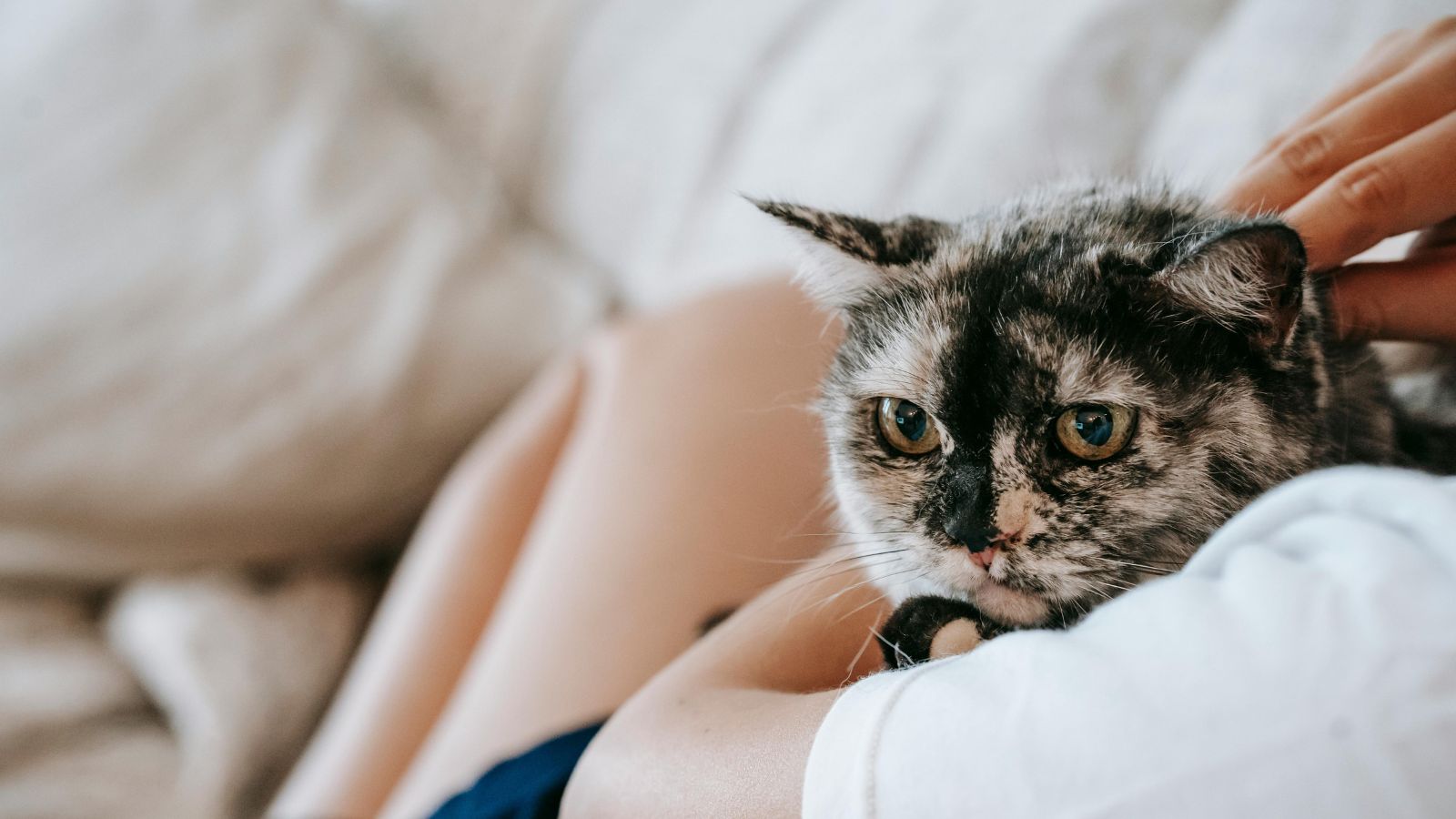 How to Tell If Your Cat Trusts You