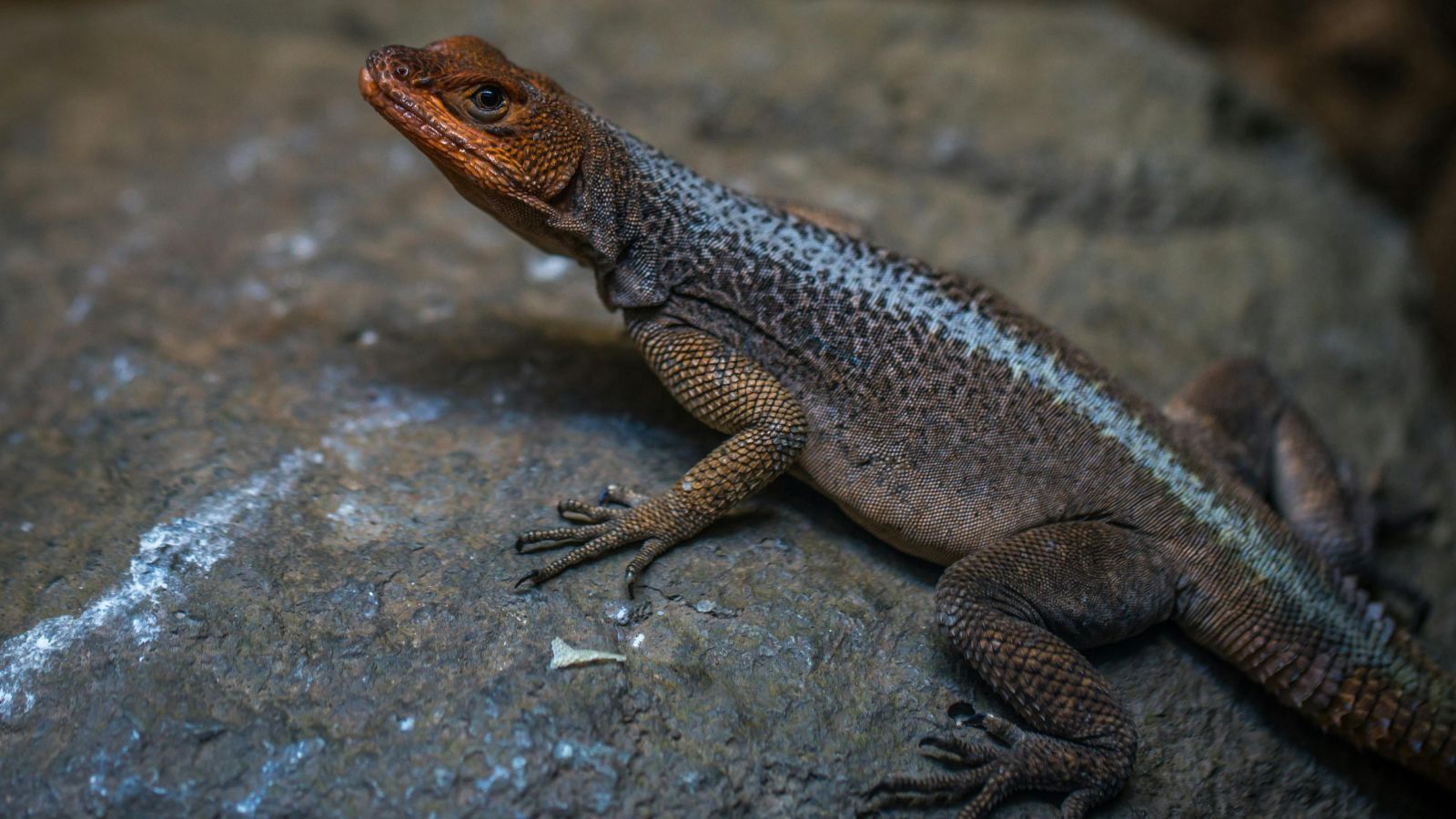 How to Track Your Reptile’s Weight Properly