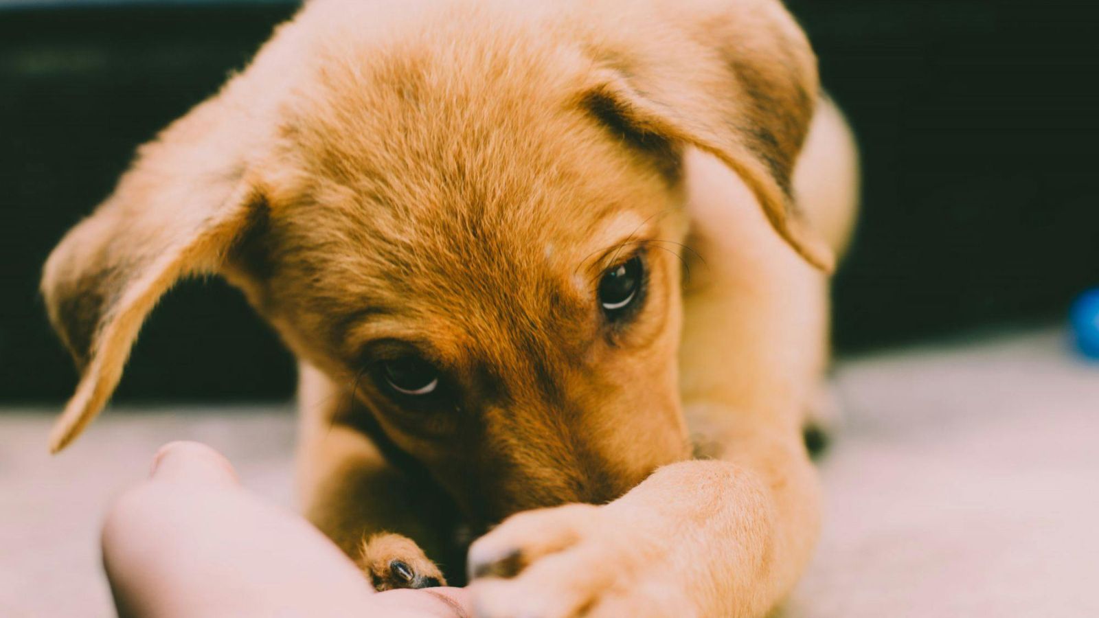 Understanding Fearful Dogs