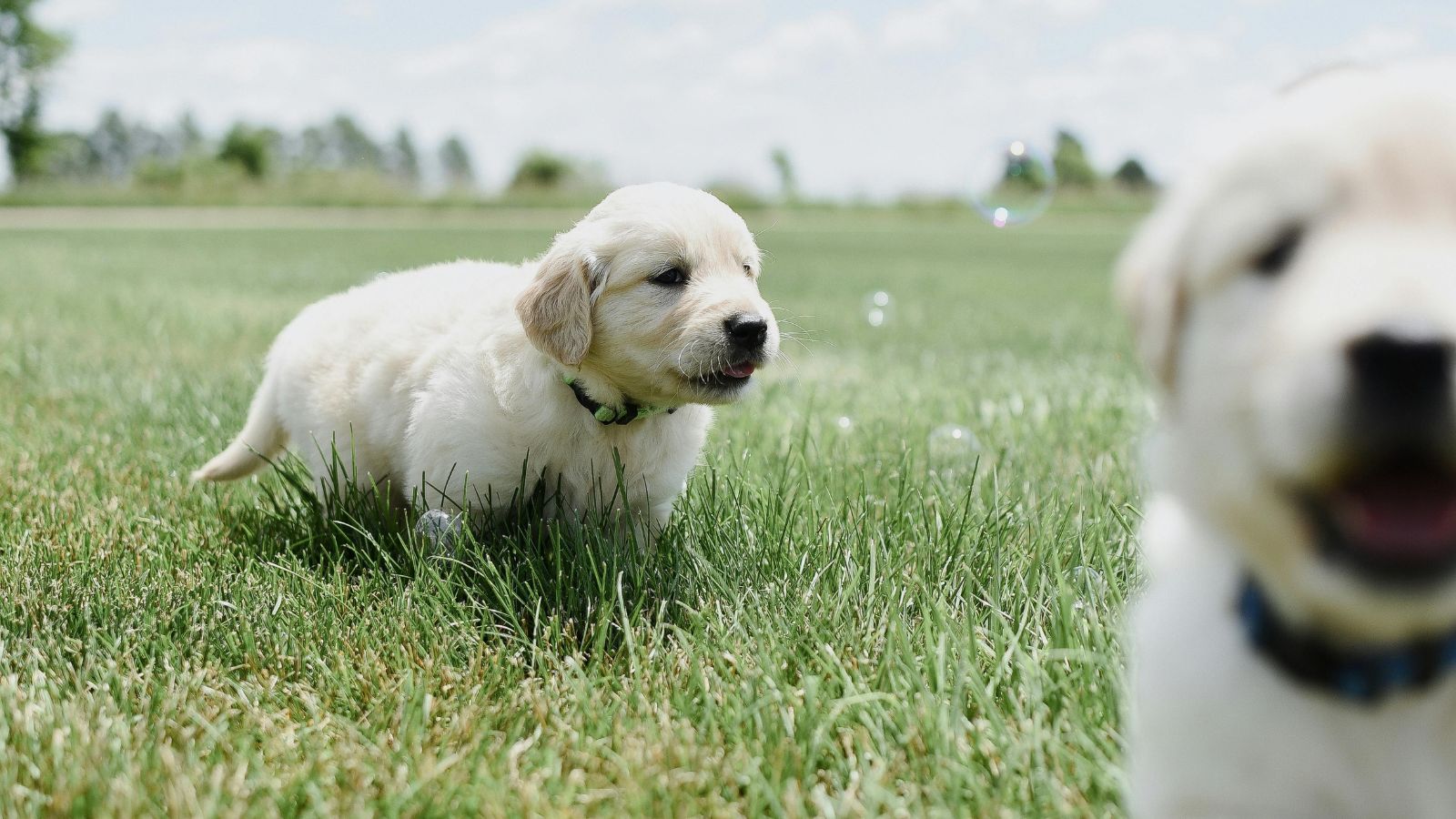 Why Your Dog Keeps Gaining Weight