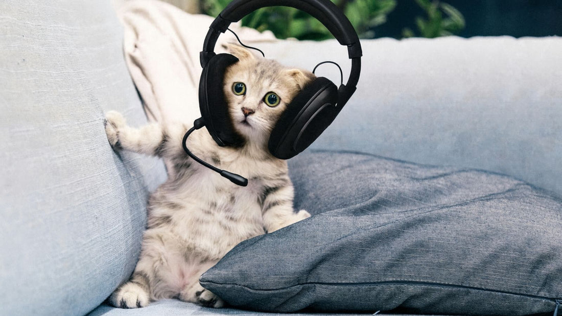 Can Your Playlist Influence Cat’s Mood?