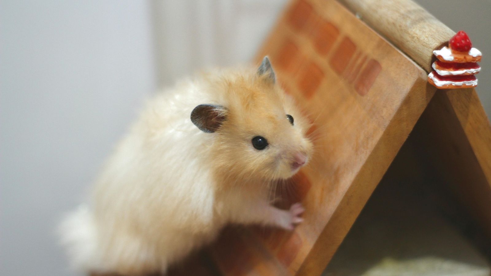 Why Cage Size Matters for Your Hamster’s Well-Being