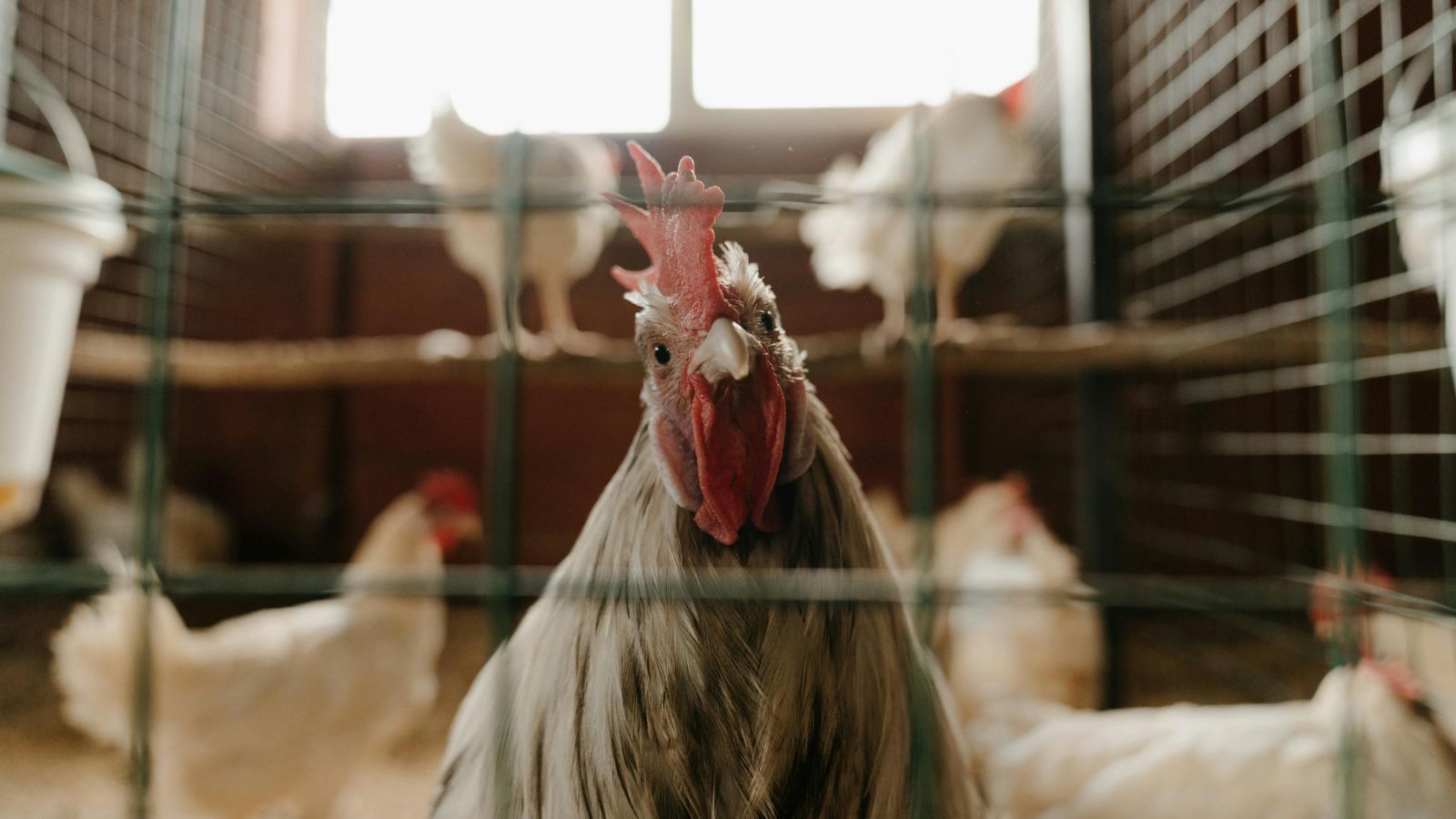 How to Keep Chickens Cool in Summer