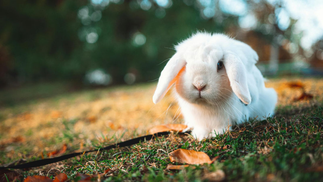 What You Need to Know Before Flying with a Rabbit