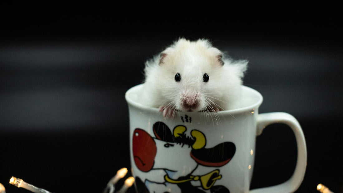 The Best Enrichment Ideas for Hamsters