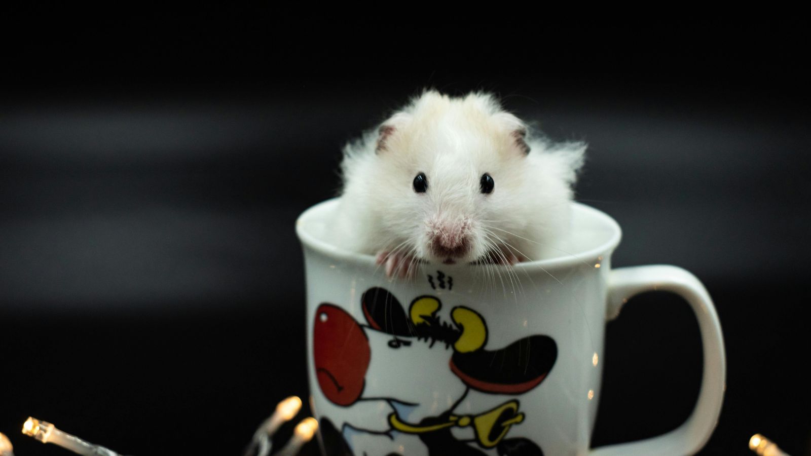 The Best Enrichment Ideas for Hamsters