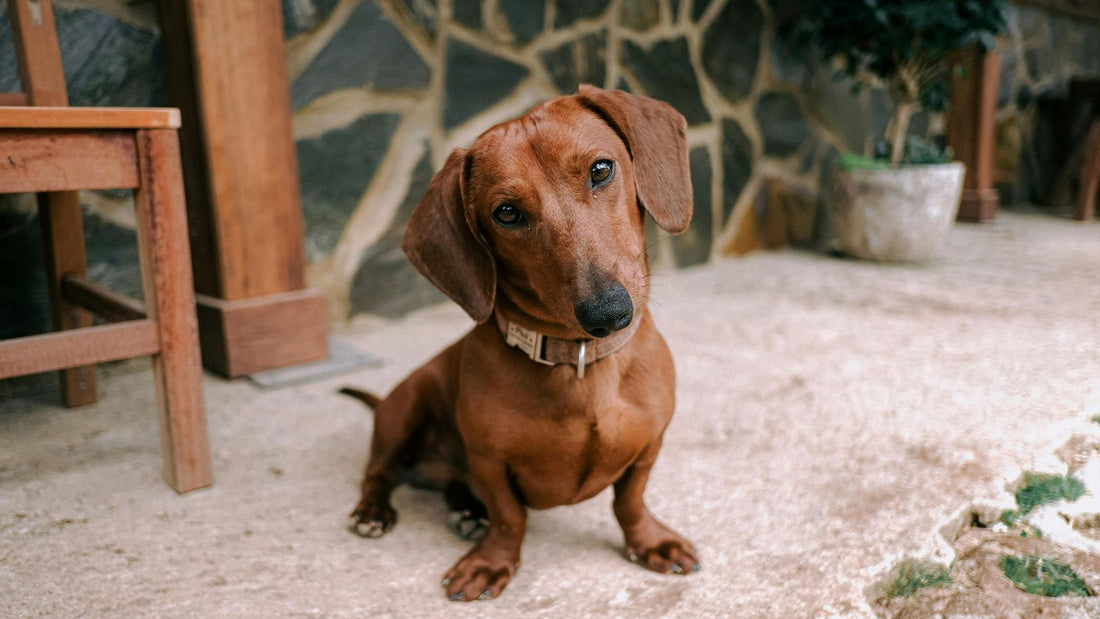 Why Dogs Tilt Their Heads When You Talk