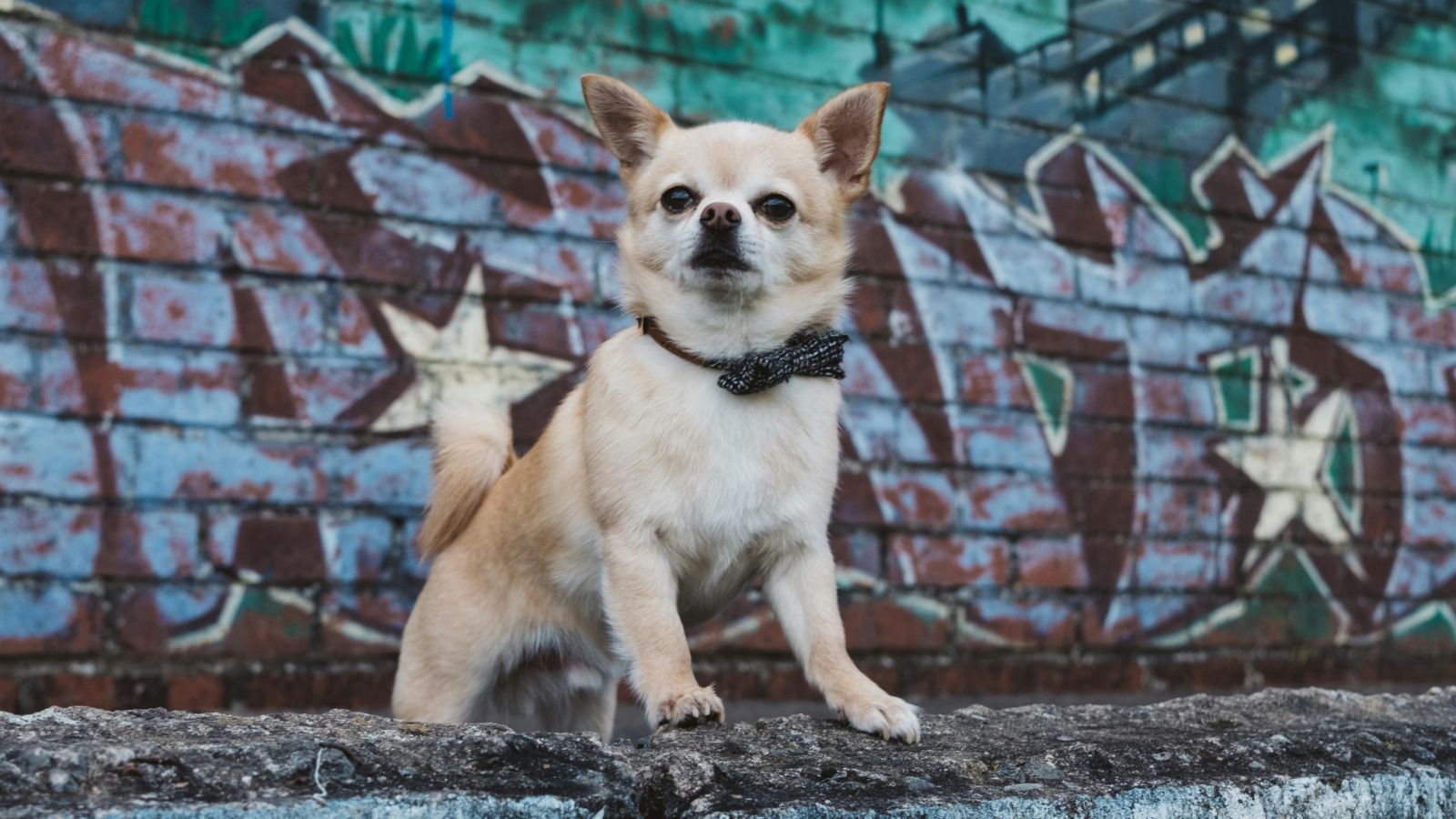 How to Build Your Dog’s Confidence in New Situations