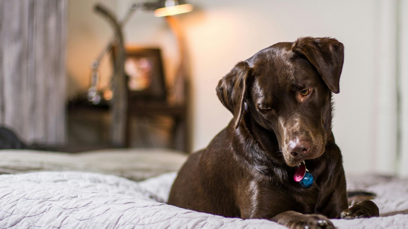 How to Create a Calm, Safe & Dog-Friendly Space in Your Home