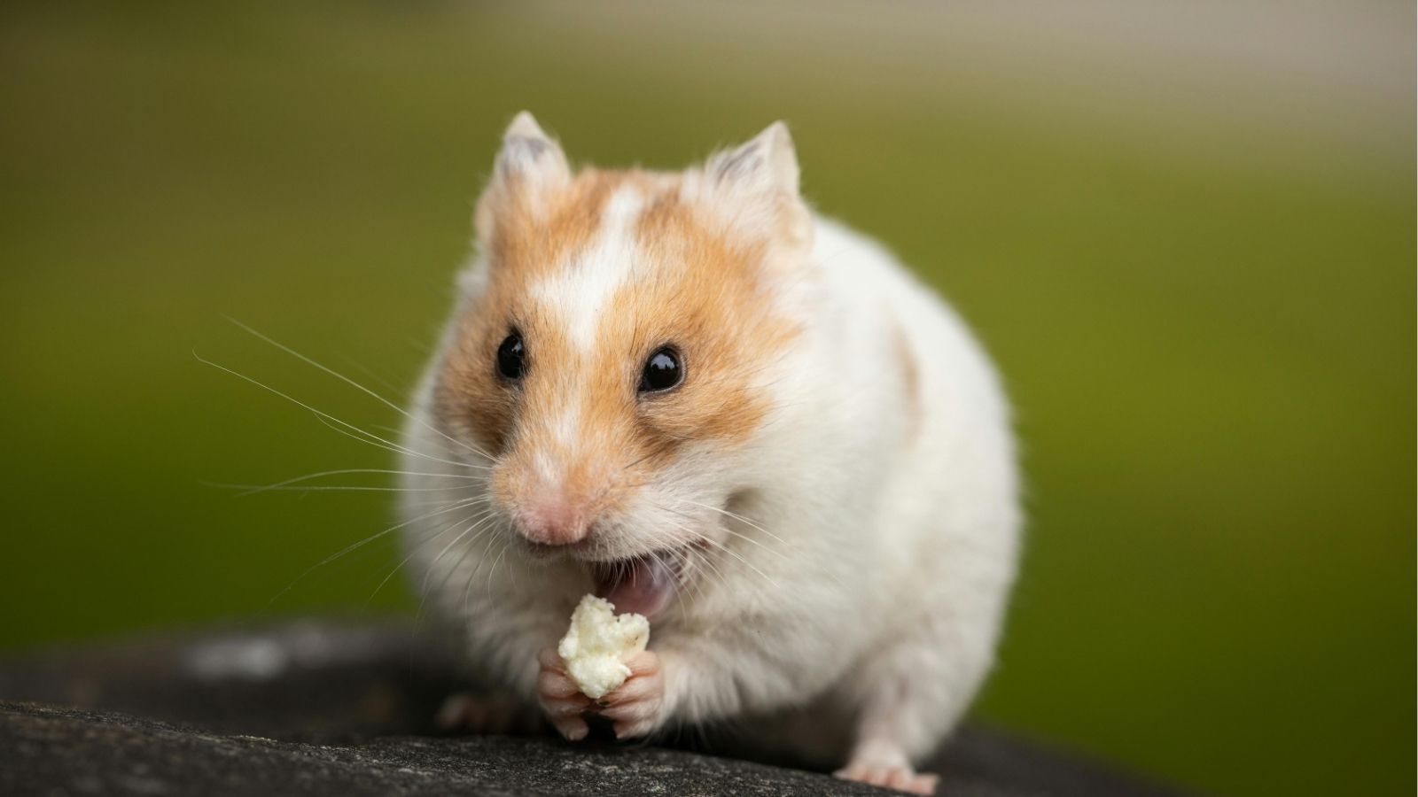 Are Hamsters Solitary Pets?