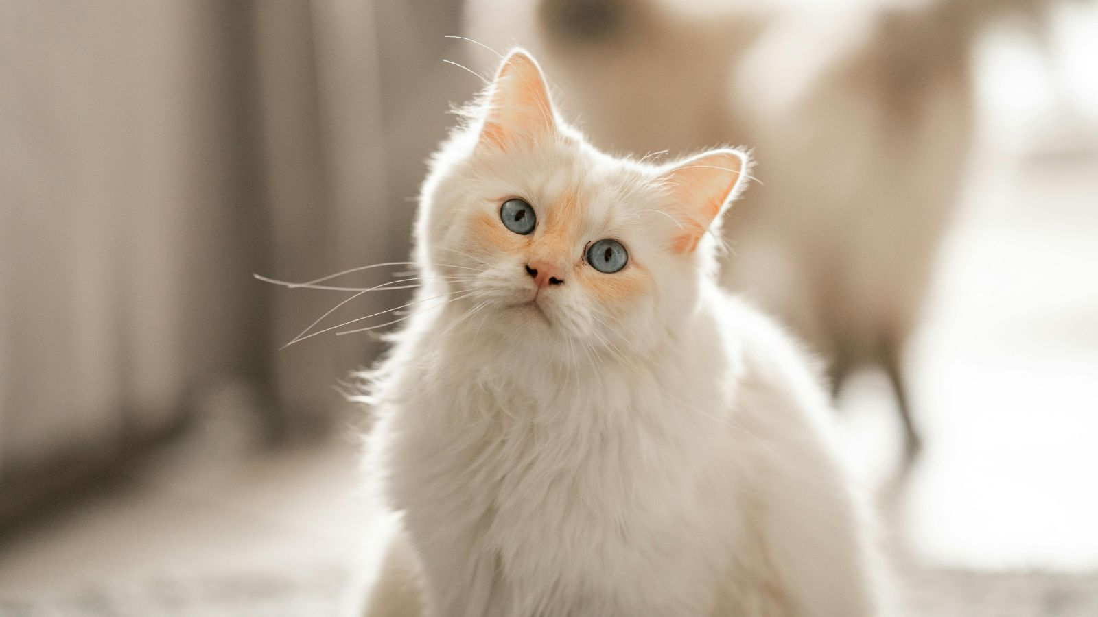 Why Your Cat Stares at You