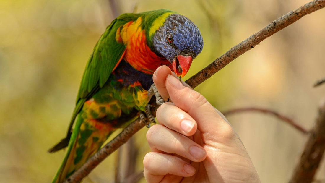How to Make Friends with a Parrot