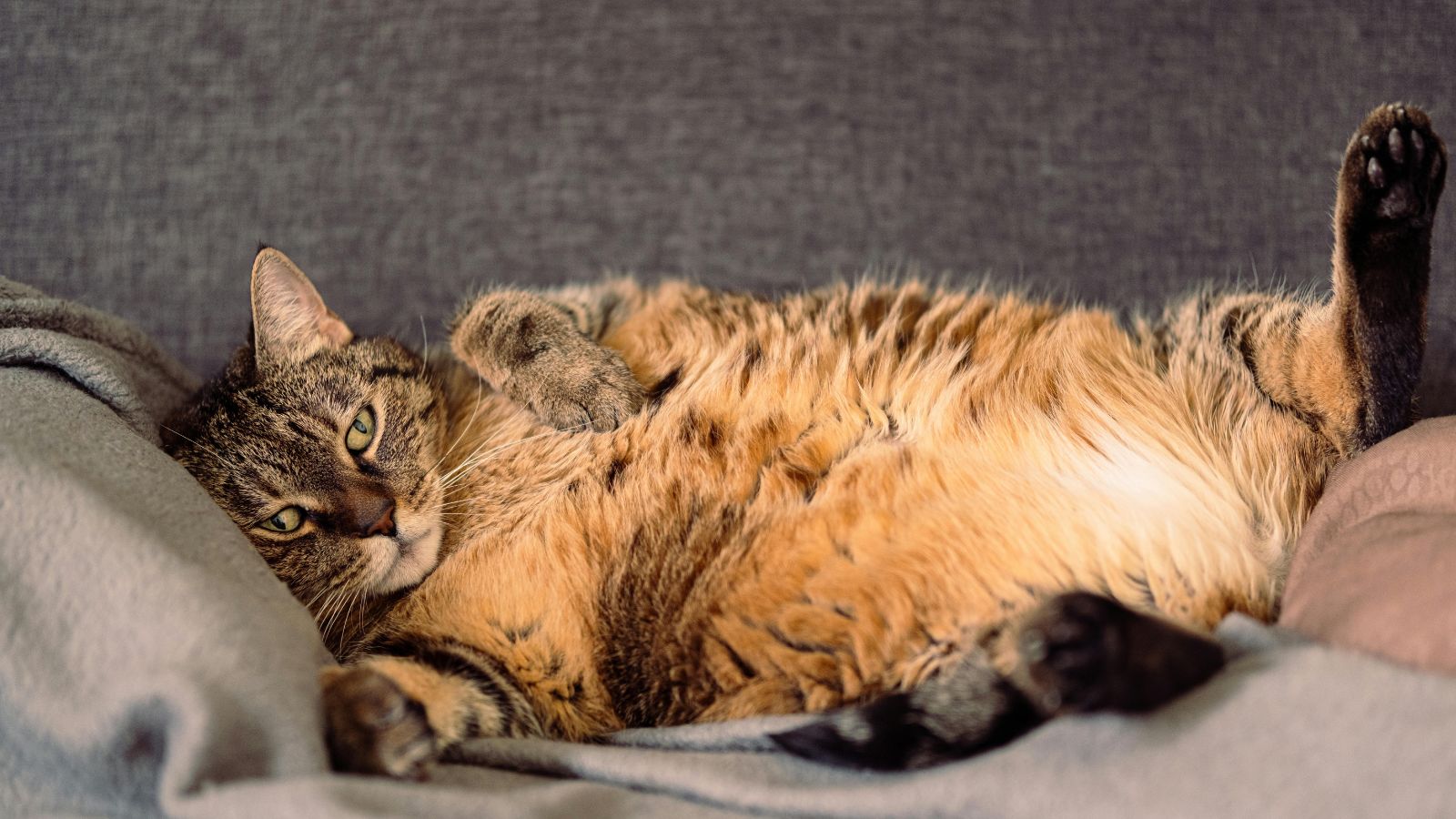Proven Feeding Strategies to Help Your Cat Lose Weight and Stay Healthy