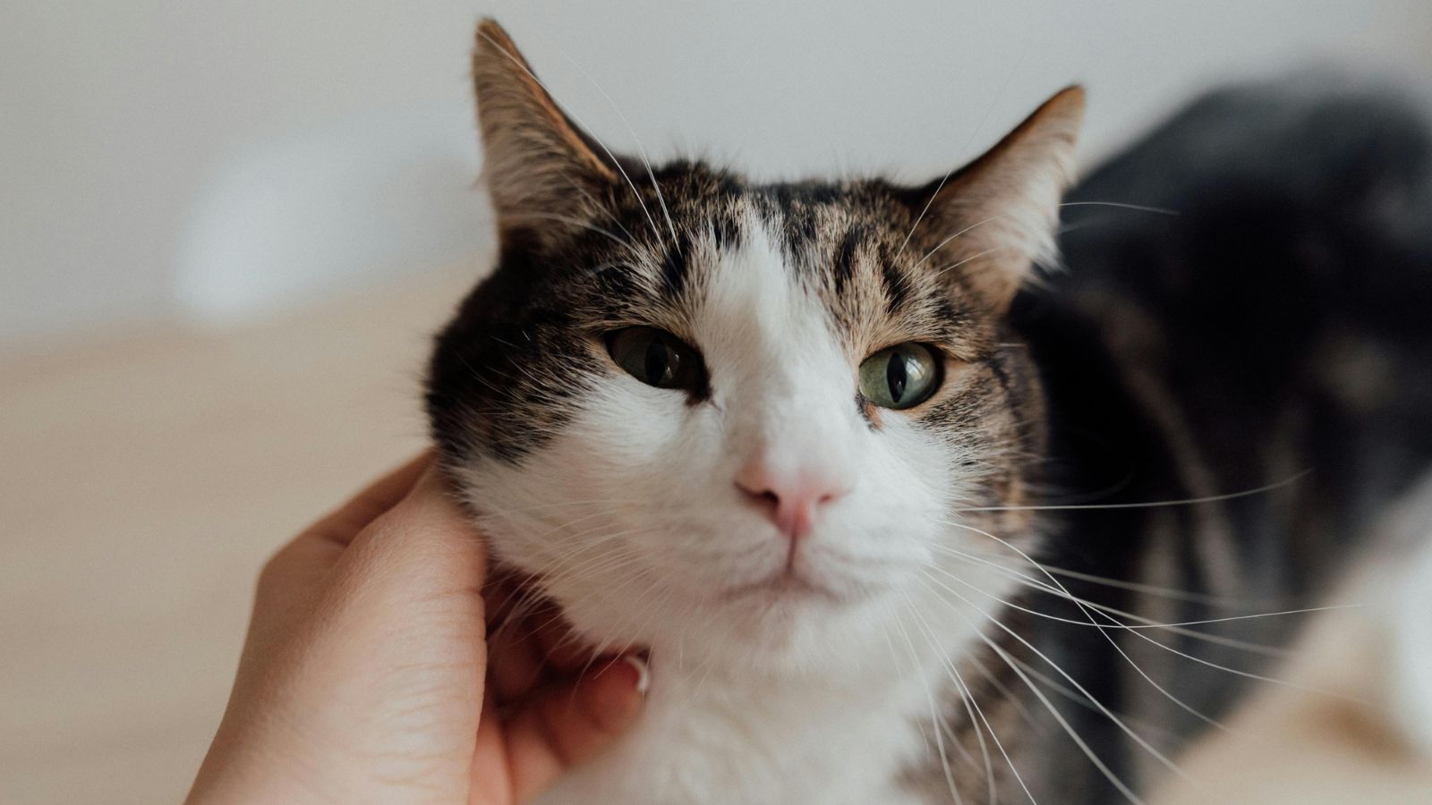 Why Adopting an Older Cat Might Be the Best Decision You Ever Make