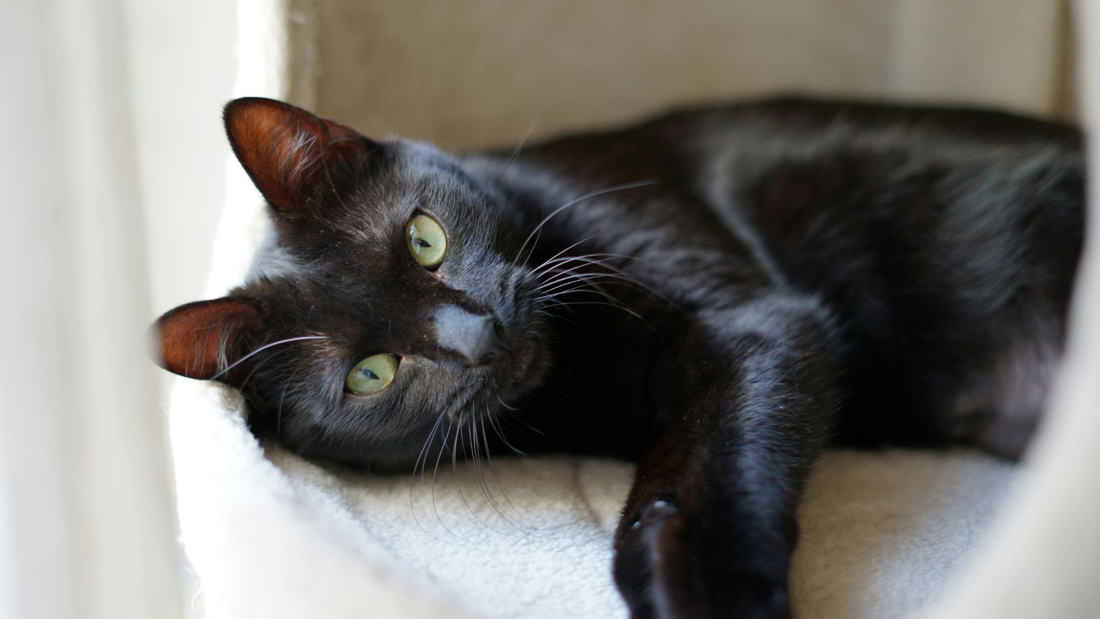 How Long Can You Safely Leave Your Cat Alone?