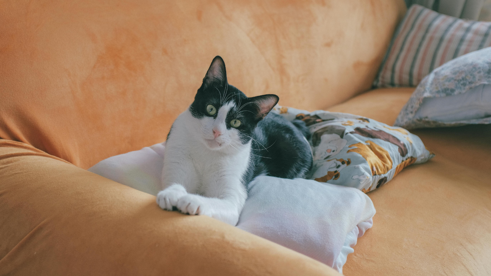 How to Stop Your Cat from Scratching Furniture Without Punishment