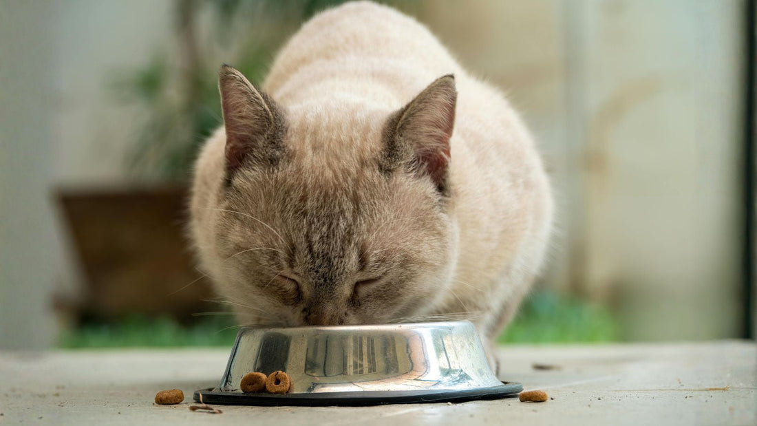 Can Cats Eat Cheese? The Truth About This Tempting Treat
