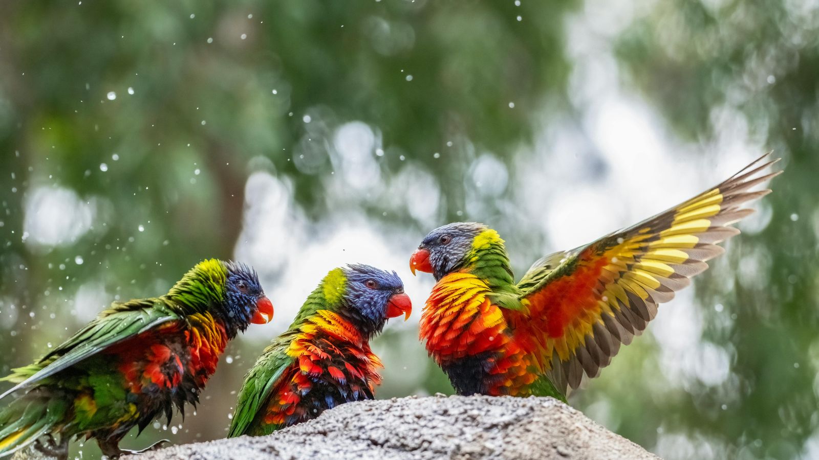 Simple Tips for Looking After Your Parrot