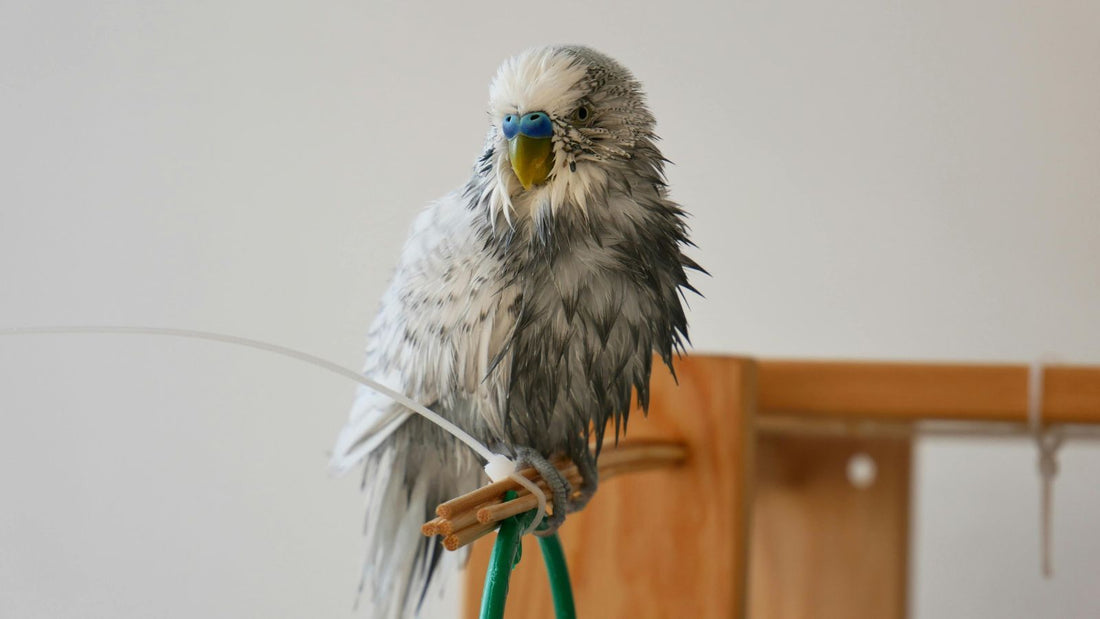 How to Build Trust With a Nervous Pet Bird