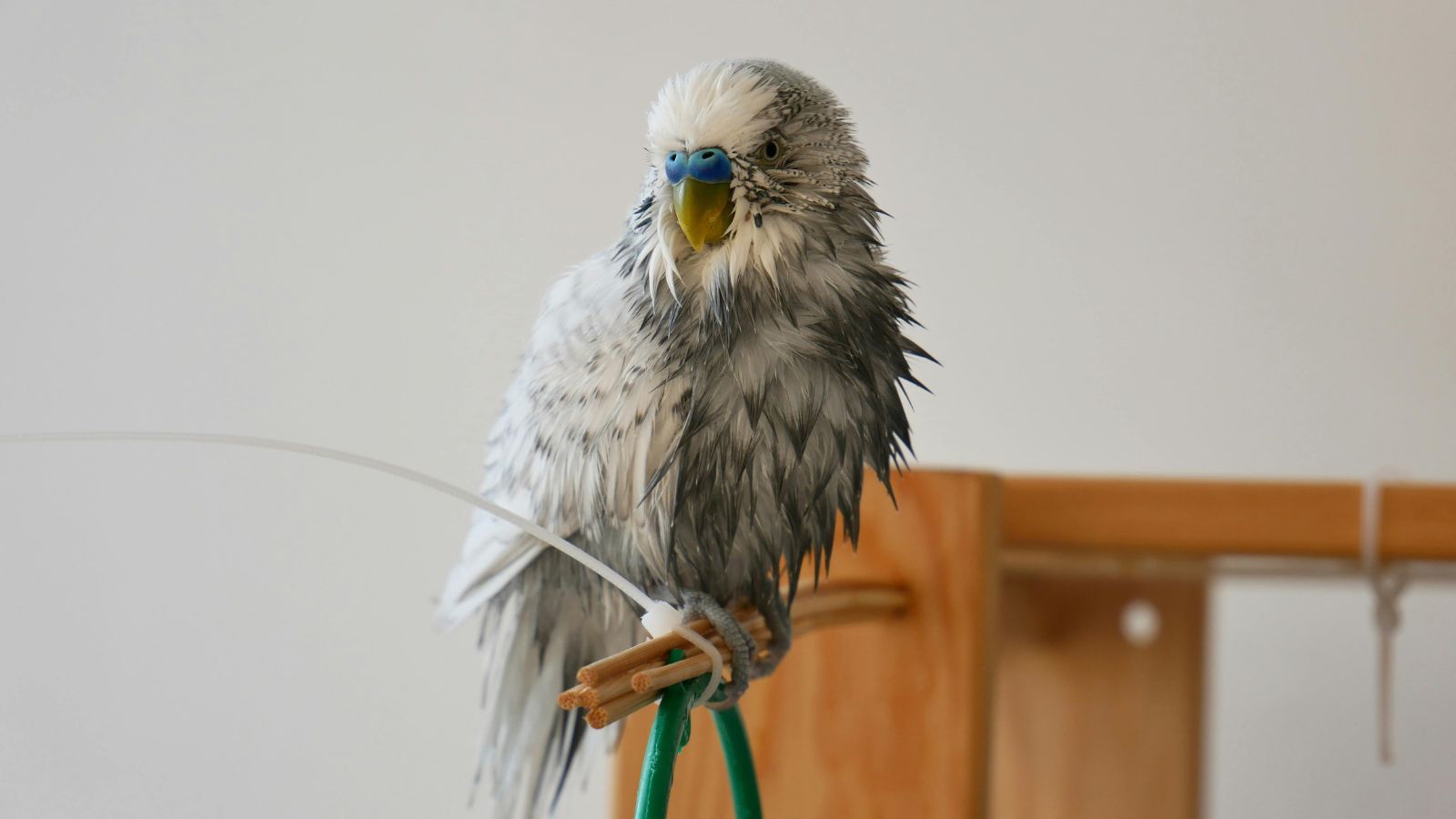 How to Build Trust With a Nervous Pet Bird