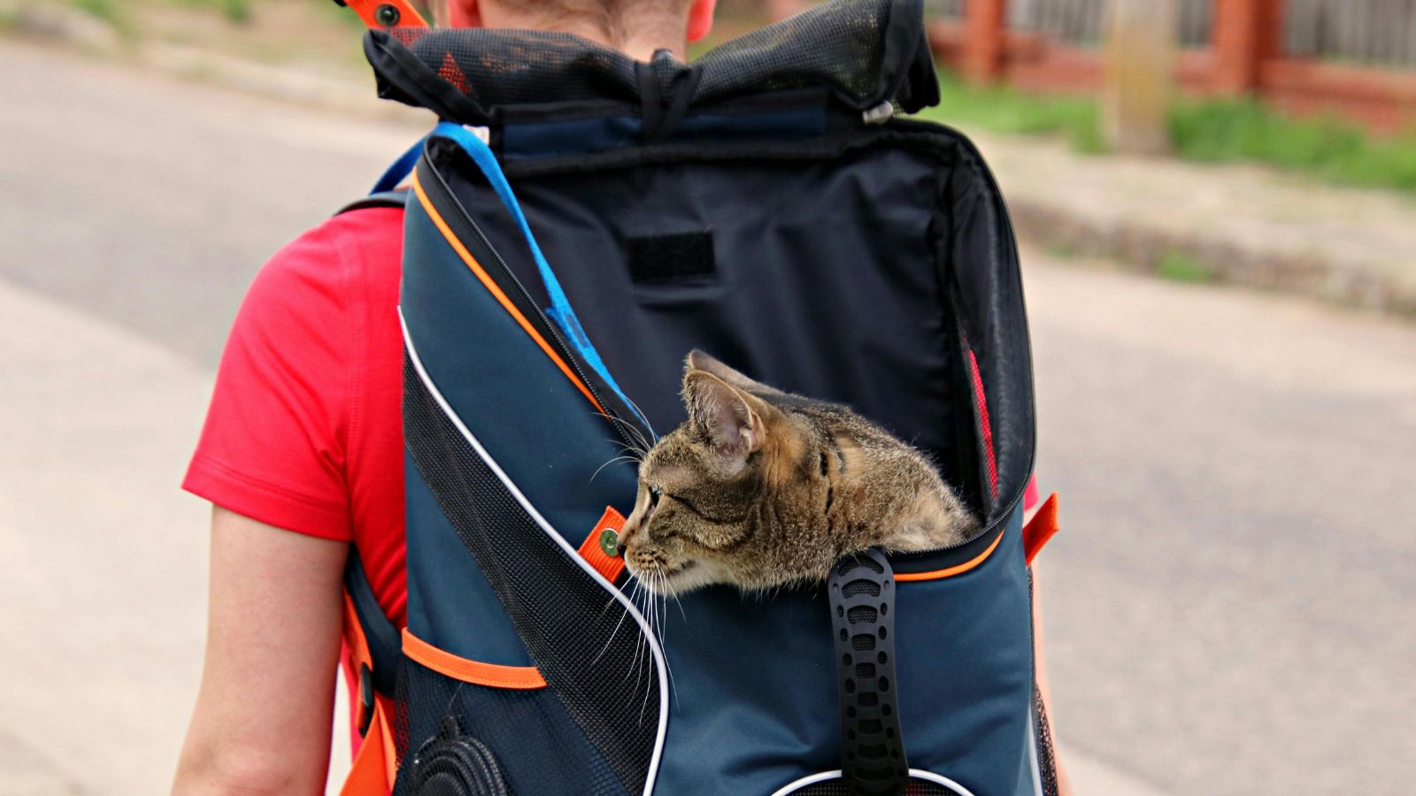 How to Travel With a Cat Without Causing Stress
