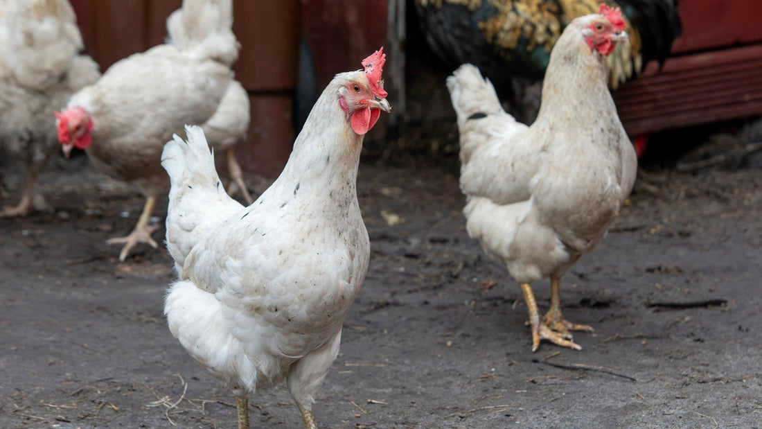 How Chickens Help Your Backyard Thrive