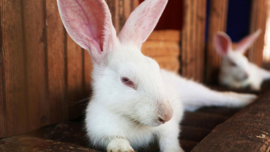 Why Your Rabbit Is Thumping — And What It Means