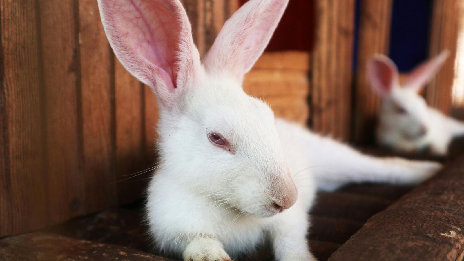 Why Your Rabbit Is Thumping — And What It Means